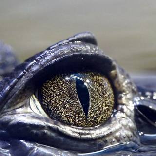 Crocodile iPhone wallpaper