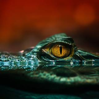 Crocodile iPhone wallpaper