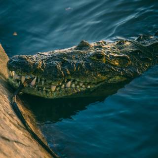 Crocodile iPhone wallpaper