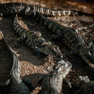 Crocodile iPhone wallpaper