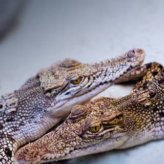 Crocodile iPhone wallpaper