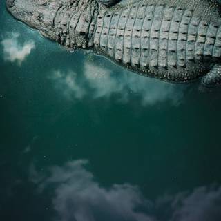 Crocodile iPhone wallpaper