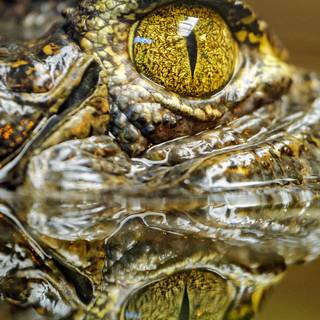 Crocodile iPhone wallpaper