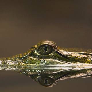 Crocodile iPhone wallpaper