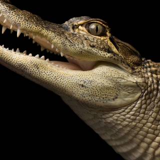 Crocodile iPhone wallpaper