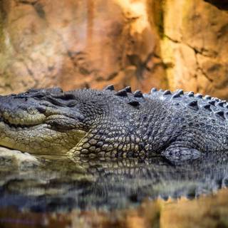African crocodiles wallpaper
