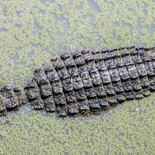 Crocodile iPhone wallpaper