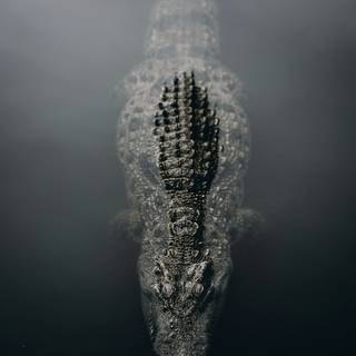 Crocodile iPhone wallpaper