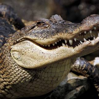 American alligator wallpaper