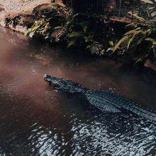 Crocodile iPhone wallpaper