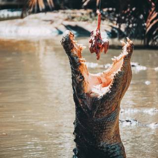 Crocodile iPhone wallpaper