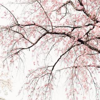 Japanese white aesthetic wallpaper