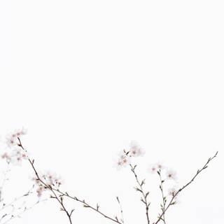 Japanese white aesthetic wallpaper