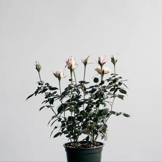 Japanese white aesthetic wallpaper