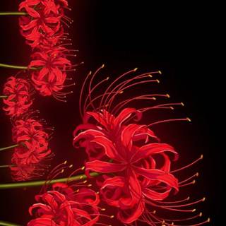 Red Spider Lily anime wallpaper