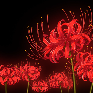 Red Spider Lily anime wallpaper