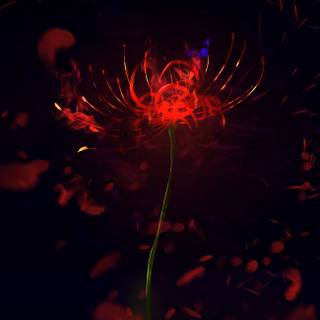 Red Spider Lily anime wallpaper