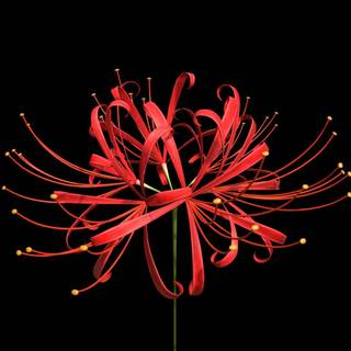 Red Spider Lily anime wallpaper