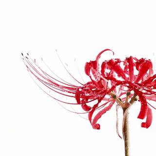 Red Spider Lily anime wallpaper