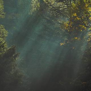 Nature light wallpaper