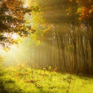 Nature light wallpaper