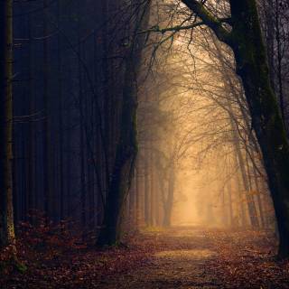 Nature light wallpaper