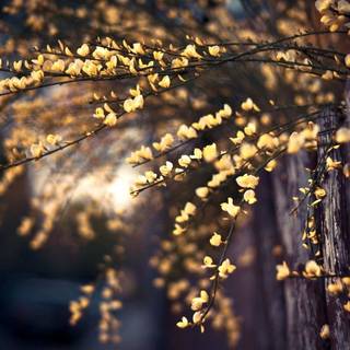 Nature light wallpaper