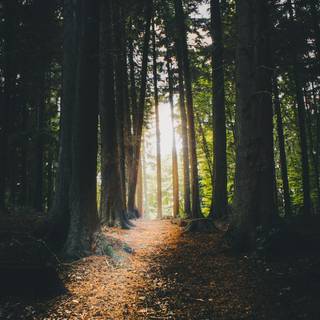 Nature light wallpaper