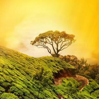 Nature light wallpaper