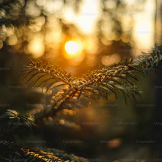 Nature light wallpaper