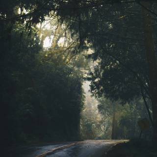 Nature light wallpaper