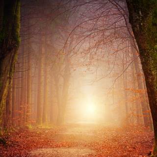 Nature light wallpaper