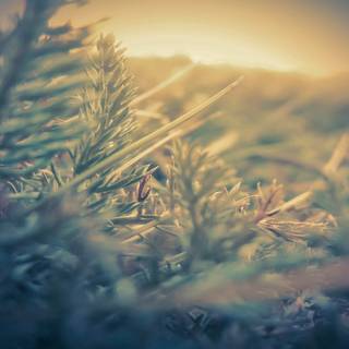 Nature light wallpaper