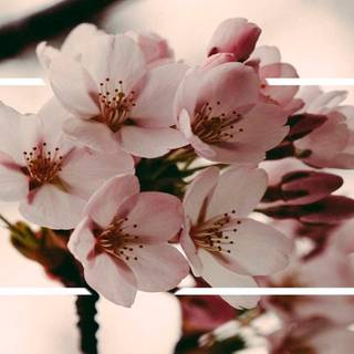 Girly pink PS4 wallpaper