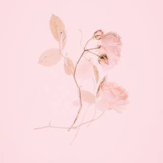 Beige and pink wallpaper