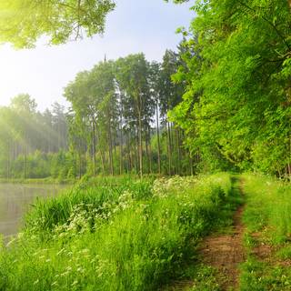 Lake summer trees wallpaper