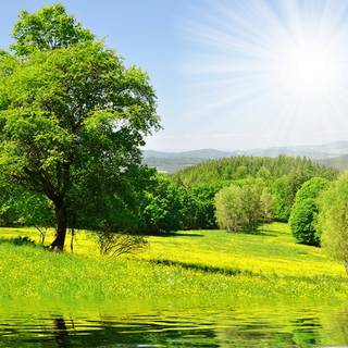Lake summer trees wallpaper