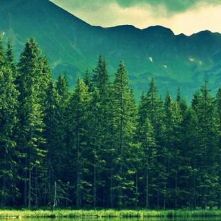 Lake summer trees wallpaper