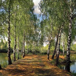 Lake summer trees wallpaper