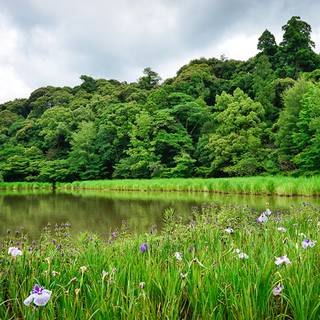 Lake summer trees wallpaper