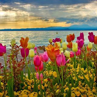 Spring time preppy wallpaper