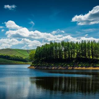 Lake summer trees wallpaper