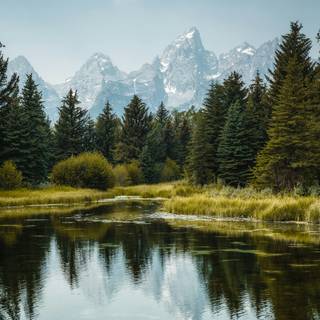 Lake summer trees wallpaper