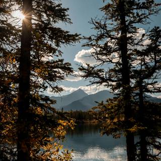 Lake summer trees wallpaper