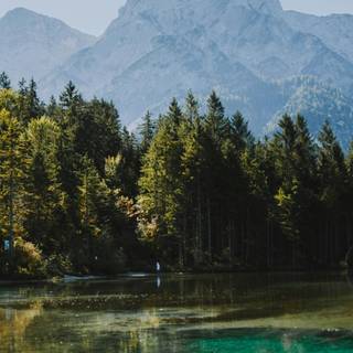 Lake summer trees wallpaper