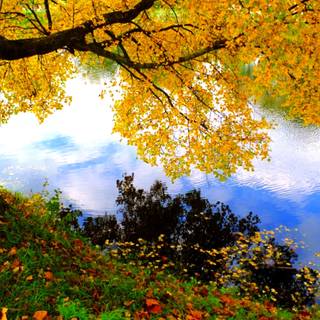 Lake summer trees wallpaper