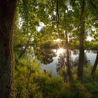 Lake summer trees wallpaper