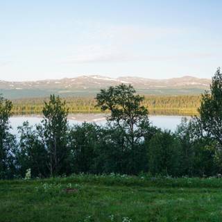Lake summer trees wallpaper