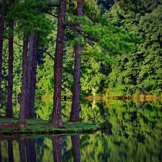 Lake summer trees wallpaper
