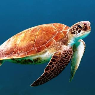 Summer sea turtle wallpaper